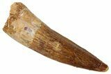 Fossil Spinosaurus Tooth - Real Dinosaur Tooth #331288-1